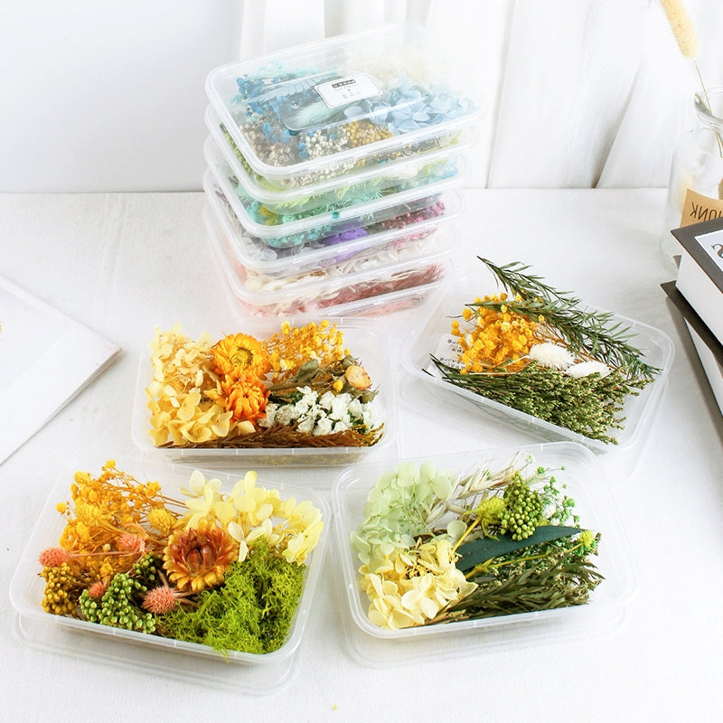 Matériau floral préservé de vraies fleurs séchées à l'air en boîte pack b