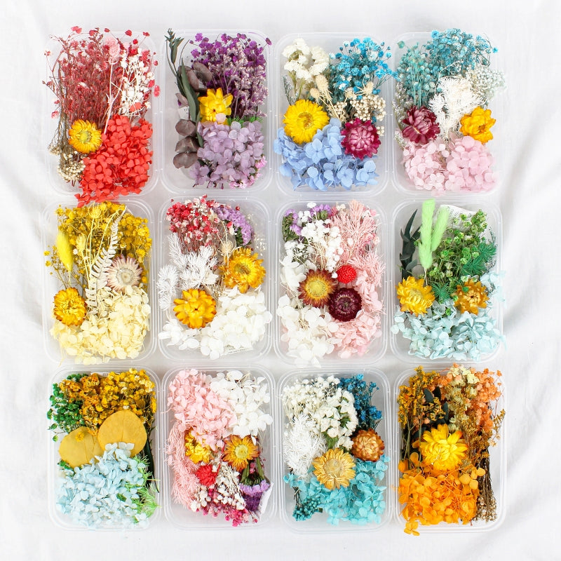 Pack de matériel floral conservé en boîte de vraies fleurs séchées à l'air b2