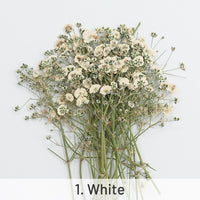 1. Blanc