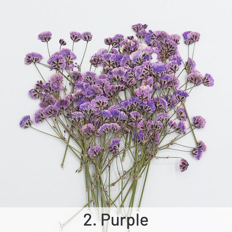Pack de Matériaux de Fleurs Séchées DIY Gypsophile sku-2