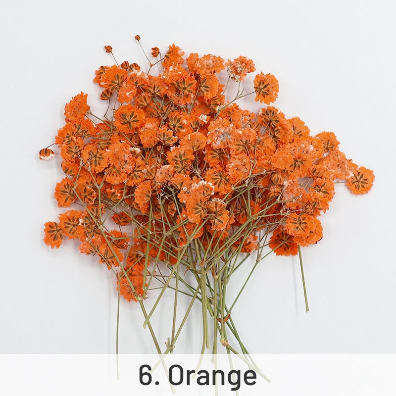 Paquet de matériaux de fleurs séchées DIY Gypsophile sku-6